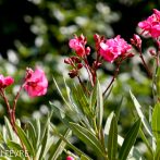 Les variétés de Laurier-Rose rustiques
