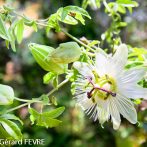Les Passiflores : des fleurs très décoratives