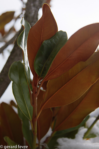 L'arrière des feuilles du Magnolia grandiflora