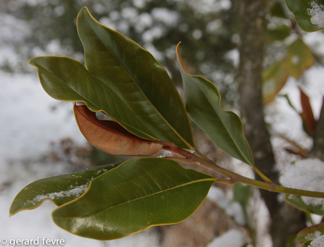 Feuilles de Magnolia grandiflora sous la neige