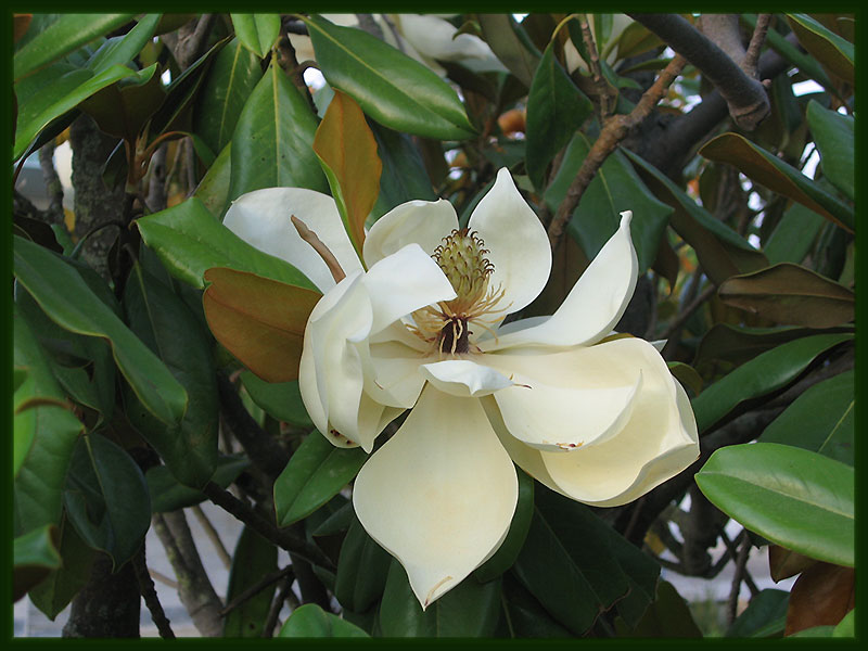 Fleur de Magnolia grandiflora