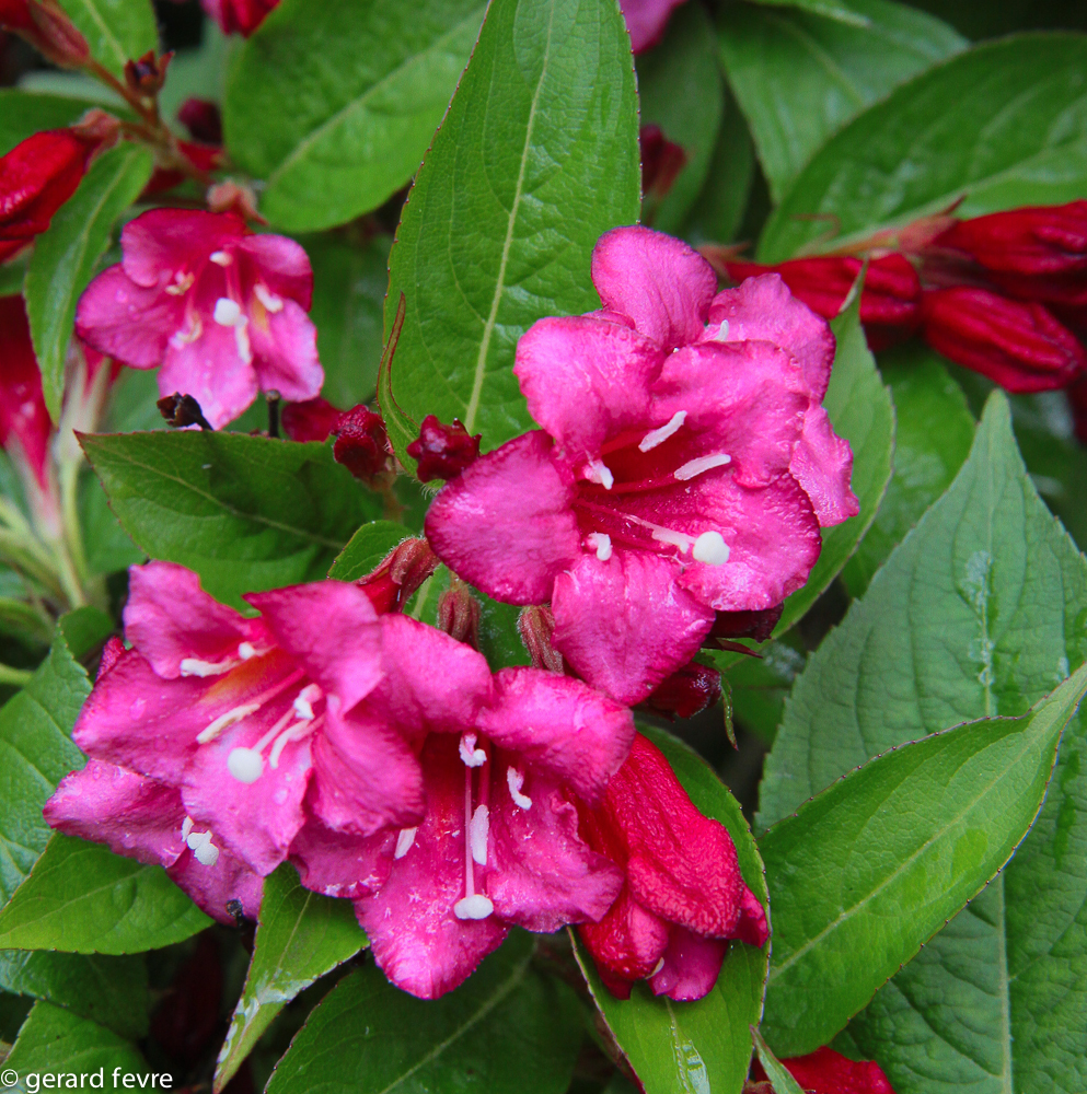 Des fleurs de Weigelia 'Bristol Ruby' et leurs boutons remarquables