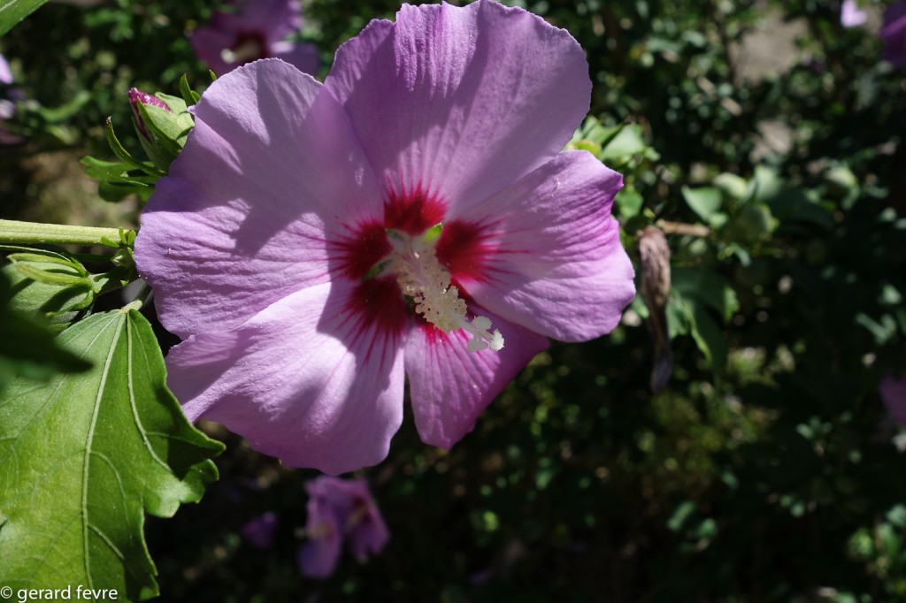 Fleur d'Althea (ou Hibiscus syriacus)