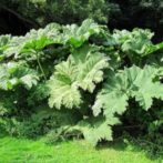 Gunnera plante rustique pour un jardin à l’aspect tropical