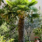 Trachycarpus fortunei : un palmier pour les climats tempérés