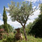 Pour votre jardin, choisissez bien votre olivier