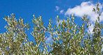 L’olivier : indispensable dans un jardin de style méditerranéen
