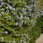Plumbago capensis : du bleu dans votre jardin