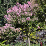 Caractéristiques et choix des lagerstroemias pour son jardin