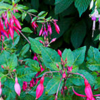 Les Fuchsias : planter les rustiques