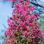 Lagerstroemia : superbes pour l’ornement du jardin