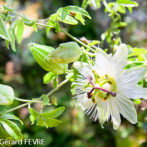 Choisir une Passiflore pour votre jardin